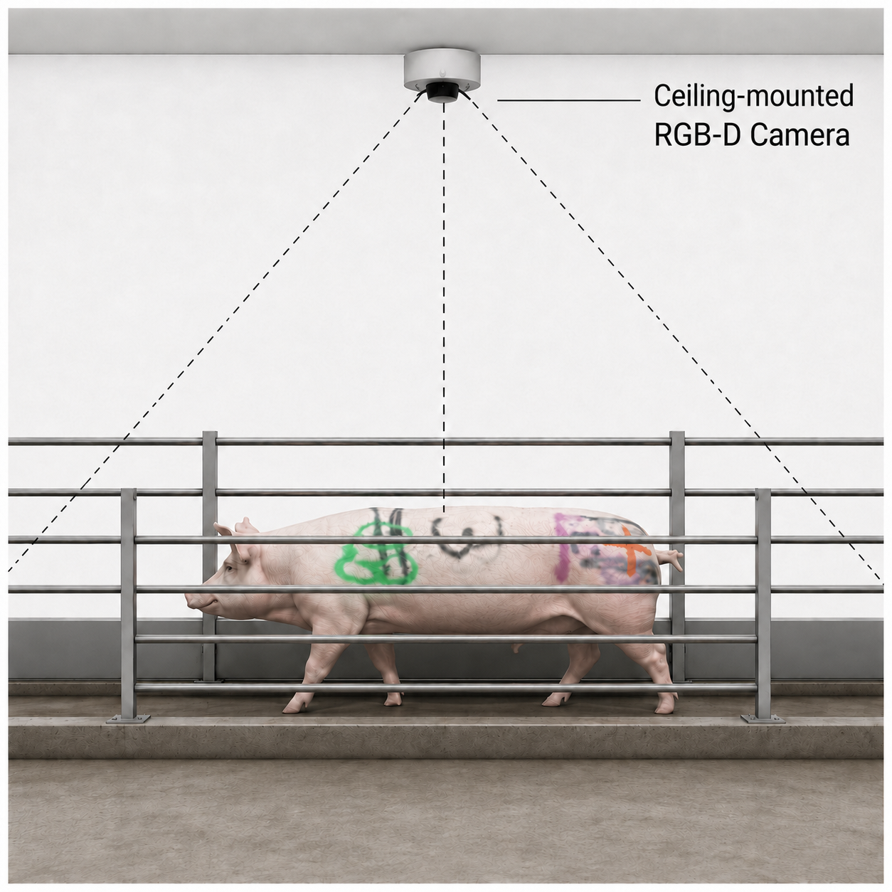 A pig walking through a sorting hallway with a single RGB-D camera mounted on the ceiling overhead, looking straight down.