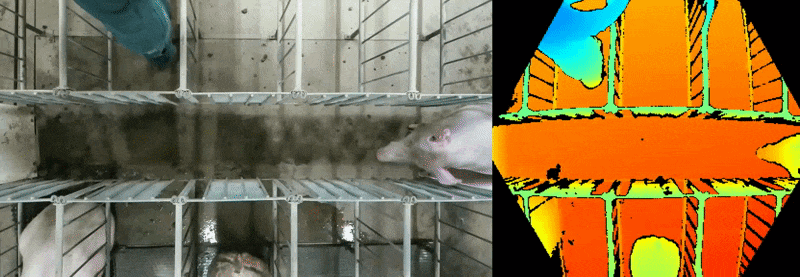 Top-down view of a pig walking under the camera: synchronized color frame on the left and colorized depth frame on the right.