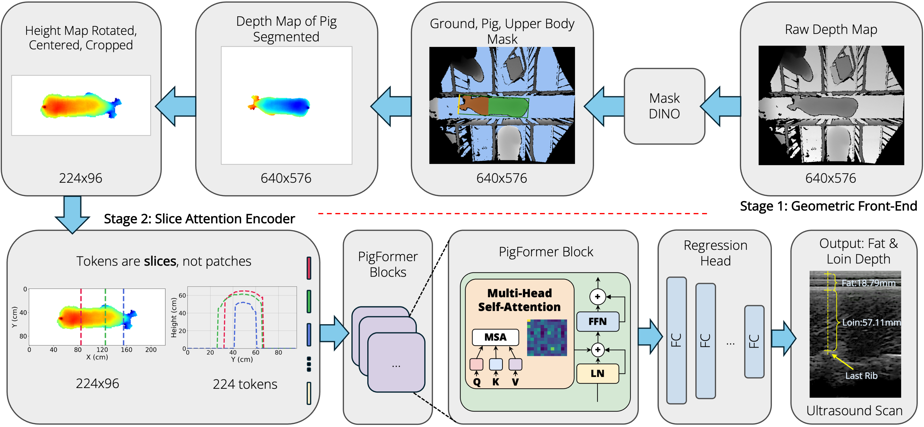 PigFormer two-stage pipeline: ceiling-mounted depth camera → Stage 1 geometric front-end (SAM3-to-MaskDINO segmentation + ground-plane removal + orientation normalization) → 96×224 height map → Stage 2 Slice Attention Encoder regressing fat, loin, and total tissue depth at the last rib.
